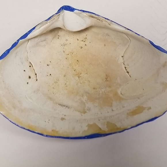 Haindpainted Clam Shell - Picture 2 of 2